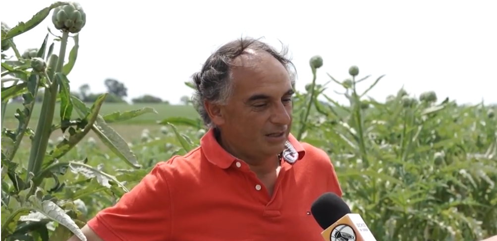 Como en “los caminos del vino”, pero con el alcaucil: El grupo Alcachofas Platenses invita a cosechar ese particular fruto de estación, para luego saborearlo de diferentes maneras