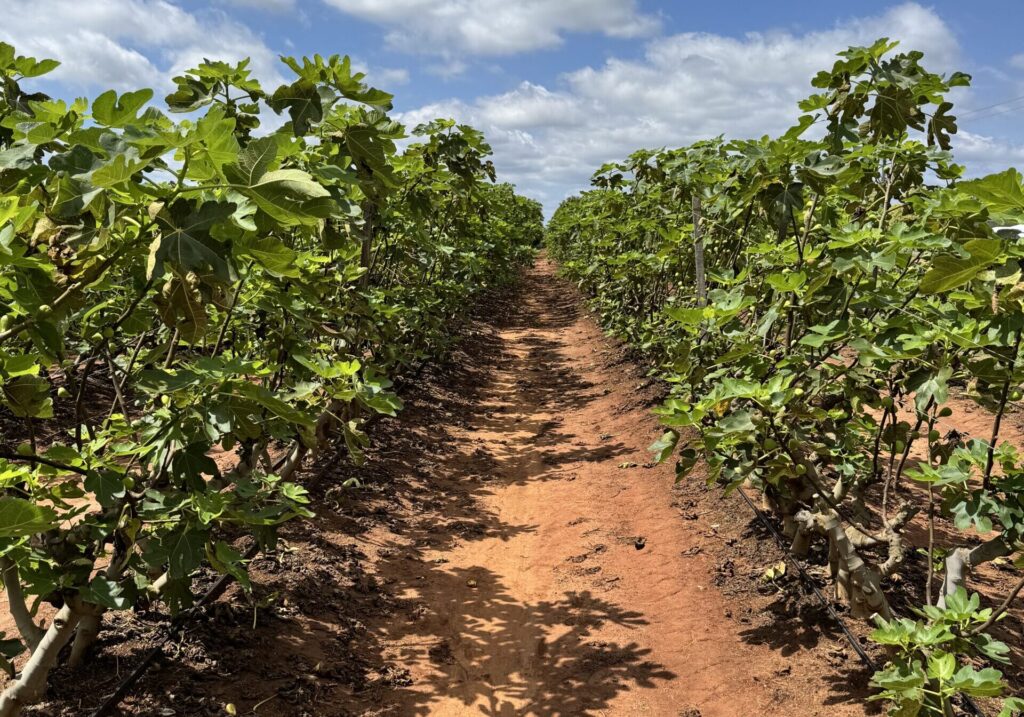 Los agrónomos argentinos Daniel Ruiz Luque y Facundo Fernández se conocieron en Australia, donde gerencian juntos la única experiencia de cultivo de higos en hidroponia del mundo