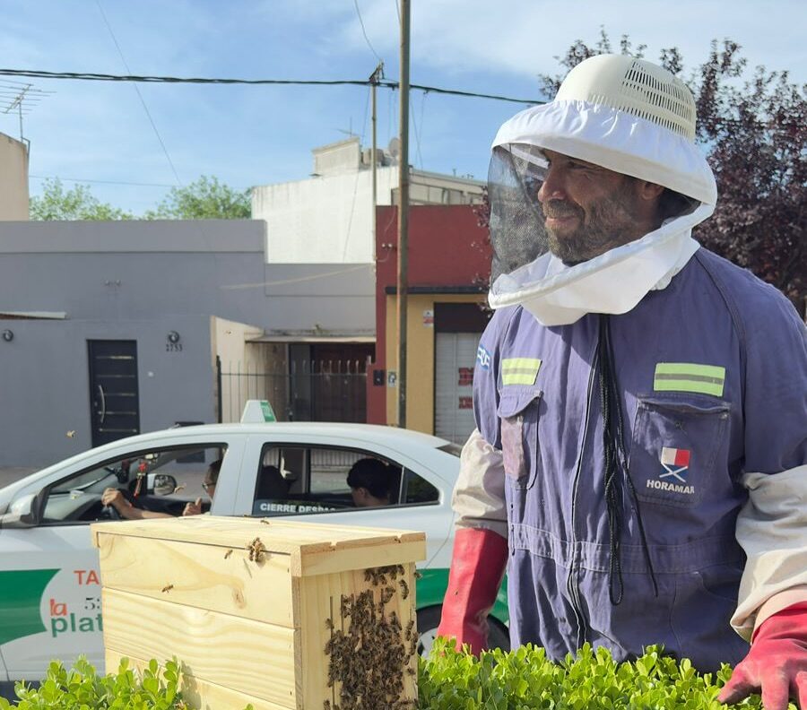 ¿Un enjambre en el patio de casa No lo fumigues: Un “rescatista de abejas” platense llega en una bicicleta y despliega trabajo, conocimiento y paciencia para reubicarlas